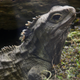 Illustration for article titled A Reptile With No Penis Just Solved a Baffling Scientific Mystery